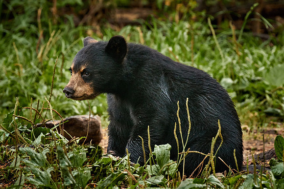 Black Bears, Northern Minnesota