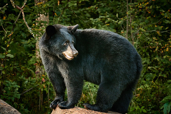 Black Bears, Northern Minnesota