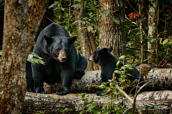 Black Bears, Northern Minnesota