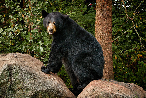 Black Bears, Northern Minnesota