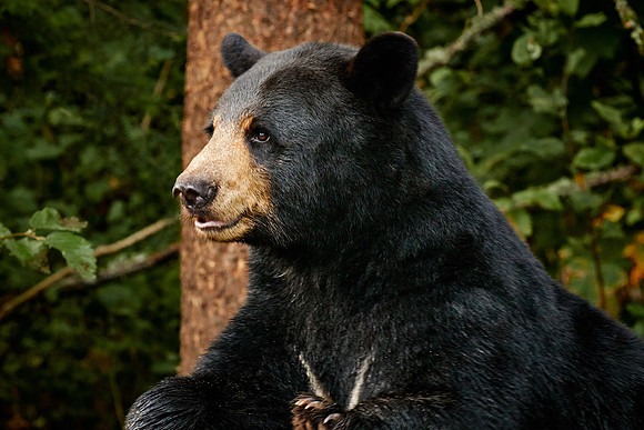 Black Bears, Northern Minnesota