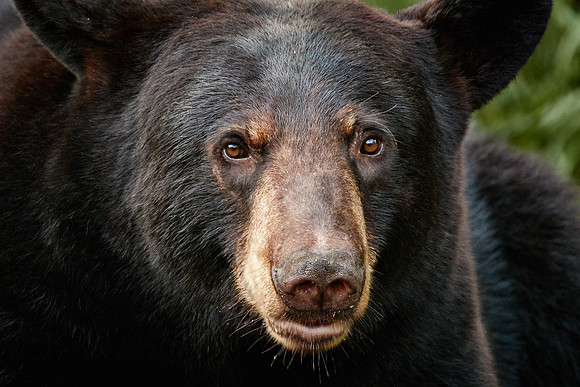 Black Bears, Northern Minnesota