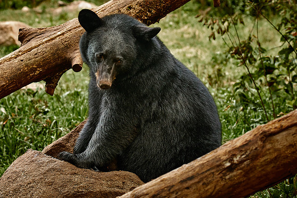Black Bears, Northern Minnesota