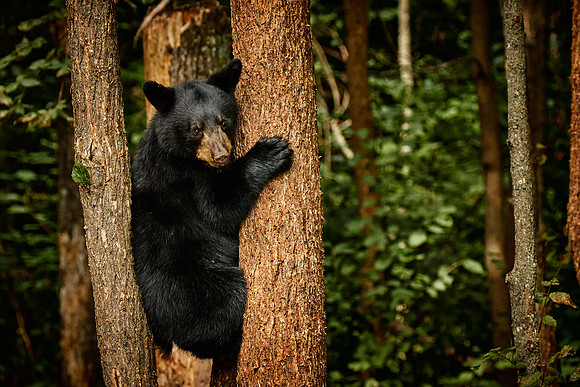 Black Bears, Northern Minnesota
