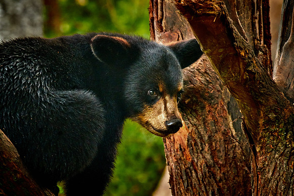 Black Bears, Northern Minnesota