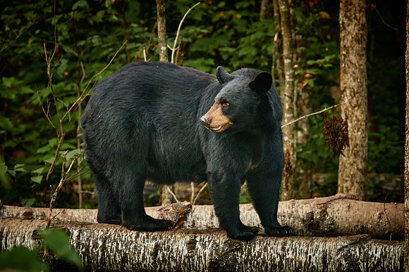 Black Bears, Northern Minnesota