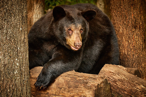 Black Bears, Northern Minnesota