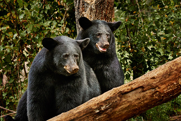 Black Bears, Northern Minnesota