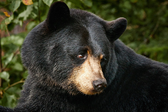 Black Bears, Northern Minnesota