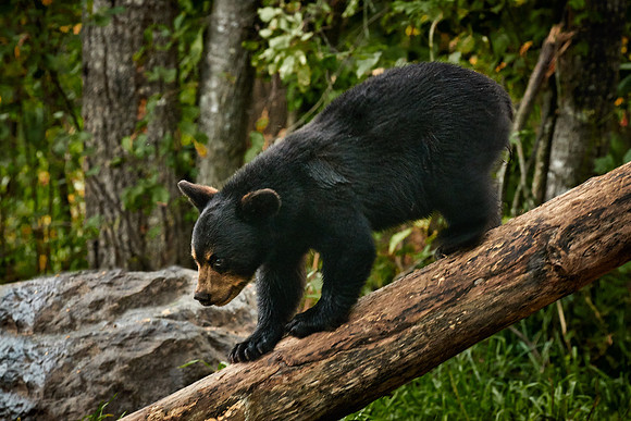 Black Bears, Northern Minnesota
