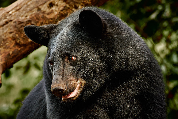 Black Bears, Northern Minnesota