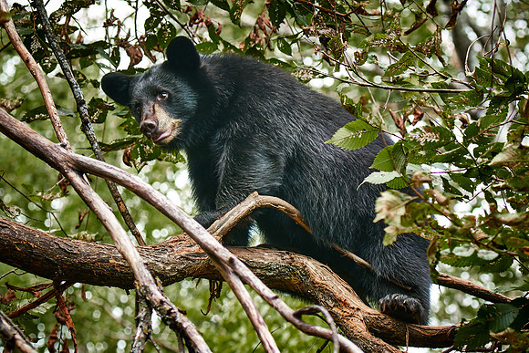 Black Bears, Northern Minnesota