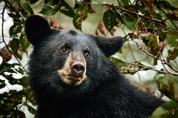 Black Bears, Northern Minnesota