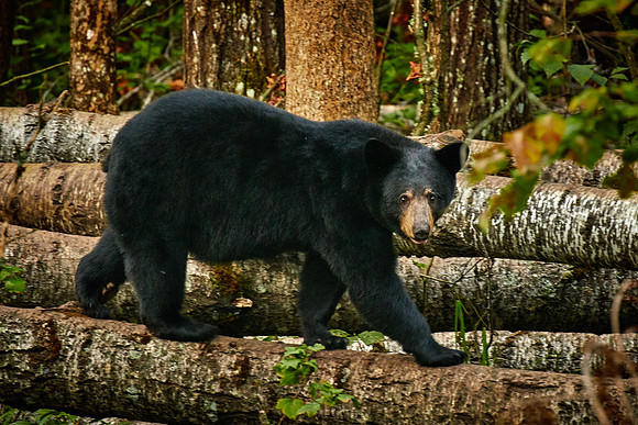 Black Bears, Northern Minnesota