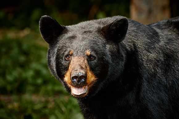 Black Bears, Northern Minnesota