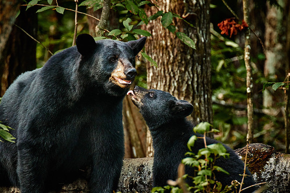 Black Bears, Northern Minnesota