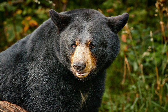 Black Bears, Northern Minnesota
