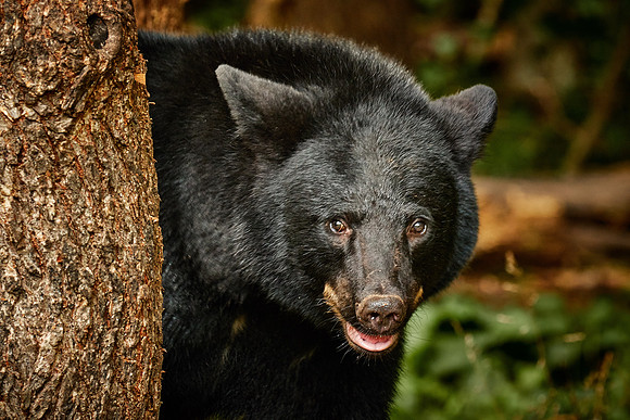 Black Bears, Northern Minnesota
