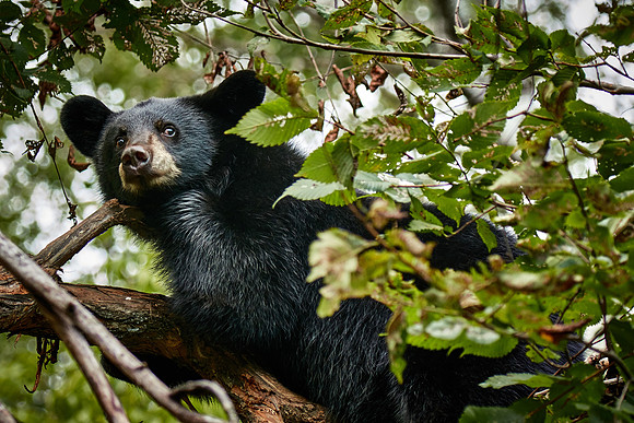 Black Bears, Northern Minnesota