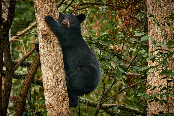Black Bears, Northern Minnesota