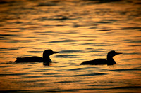 2016 Aug - Common Loon, Lake Vermilion, Minnesota