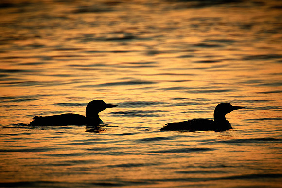 Common Loon, Lake Vermilion, Minnesota (Minnesota State Bird)