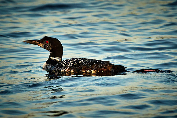 Common Loon, Lake Vermilion, Minnesota (Minnesota State Bird)