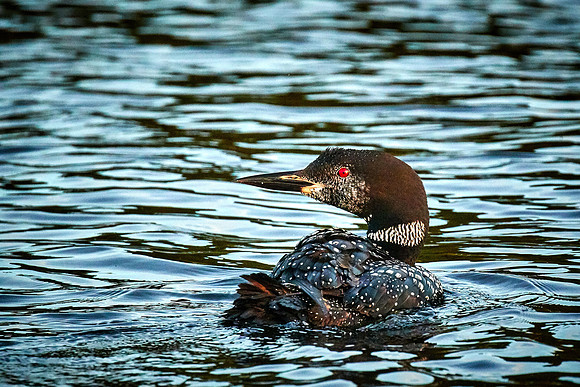 Common Loon, Lake Vermilion, Minnesota (Minnesota State Bird)