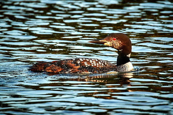 Common Loon, Lake Vermilion, Minnesota (Minnesota State Bird)