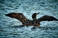 2016 Aug - Common Loon, Lake Vermilion, Minnesota