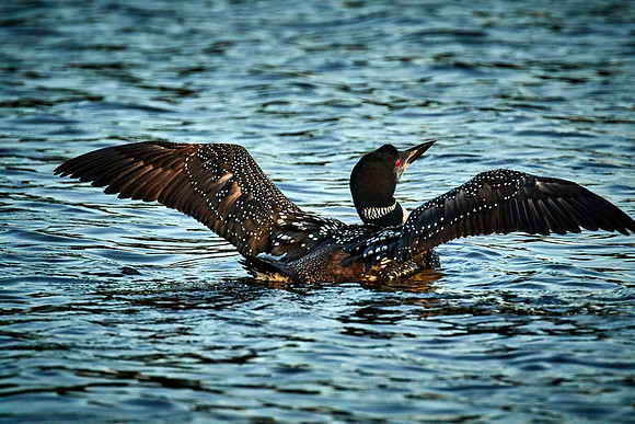 Common Loon, Lake Vermilion, Minnesota (Minnesota State Bird)