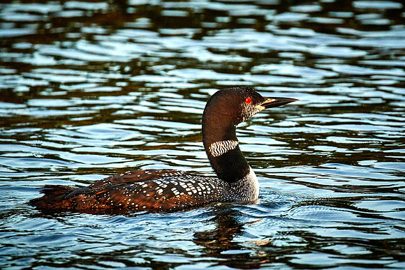 Common Loon, Lake Vermilion, Minnesota (Minnesota State Bird)