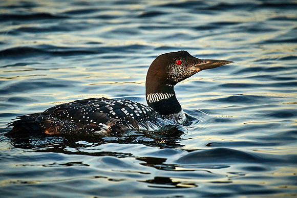 Common Loon, Lake Vermilion, Minnesota (Minnesota State Bird)