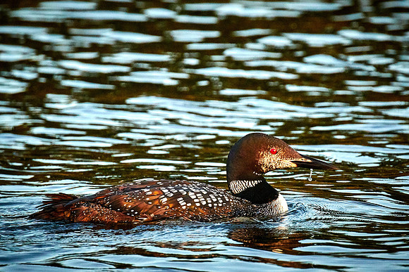 Common Loon, Lake Vermilion, Minnesota (Minnesota State Bird)