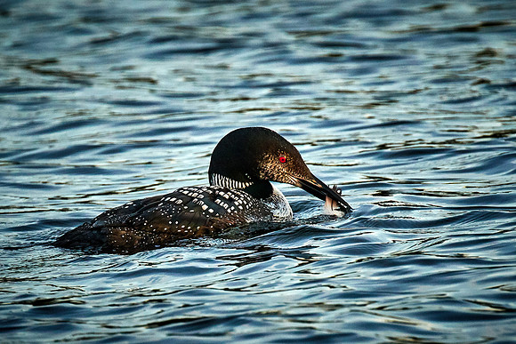 Common Loon, Lake Vermilion, Minnesota (Minnesota State Bird)