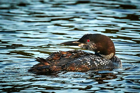 Common Loon, Lake Vermilion, Minnesota (Minnesota State Bird)