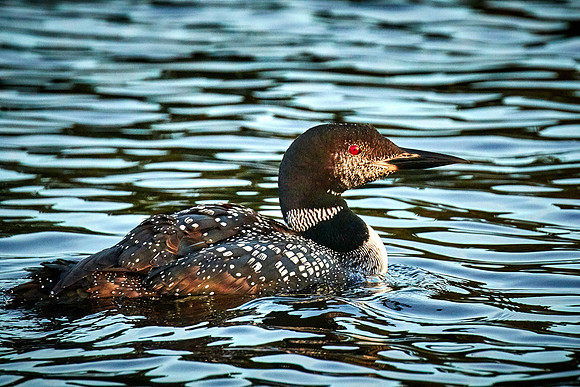 Common Loon, Lake Vermilion, Minnesota (Minnesota State Bird)