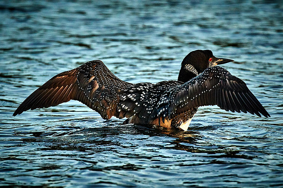 Common Loon, Lake Vermilion, Minnesota (Minnesota State Bird)