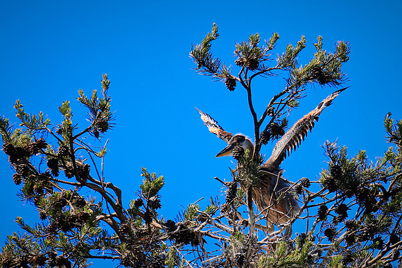 Lake Norman Blue Heron Rookery