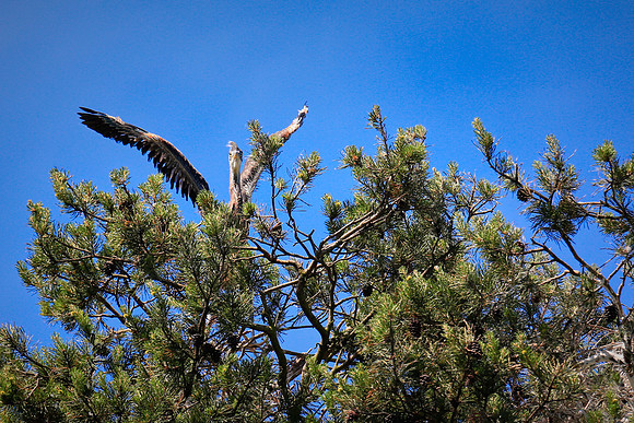 Lake Norman Blue Heron Rookery