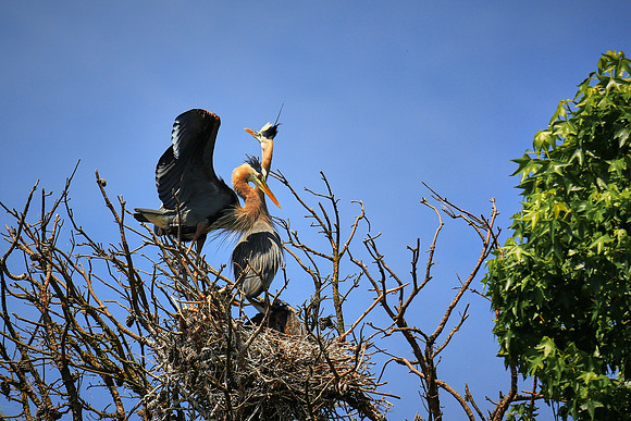 Great Blue Heron On Landing