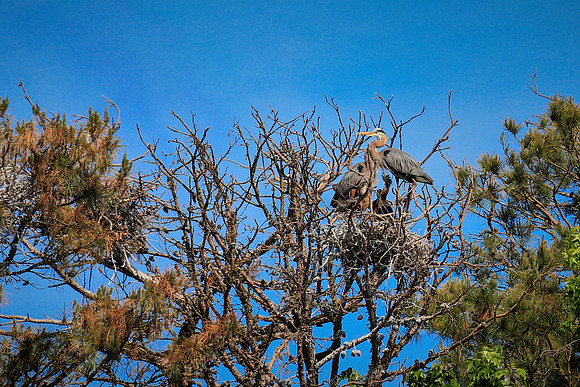 Lake Norman Blue Heron Rookery