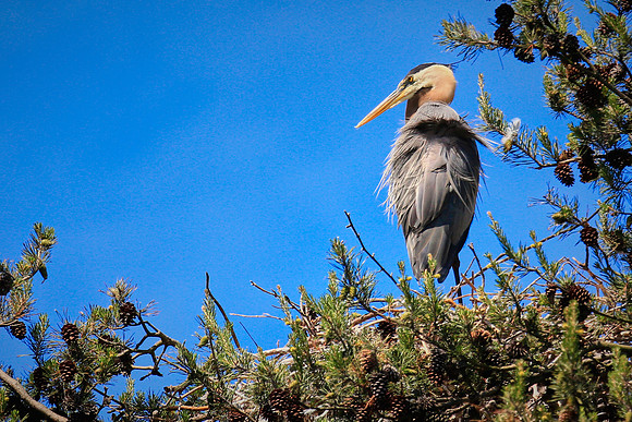 Lake Norman Blue Heron Rookery