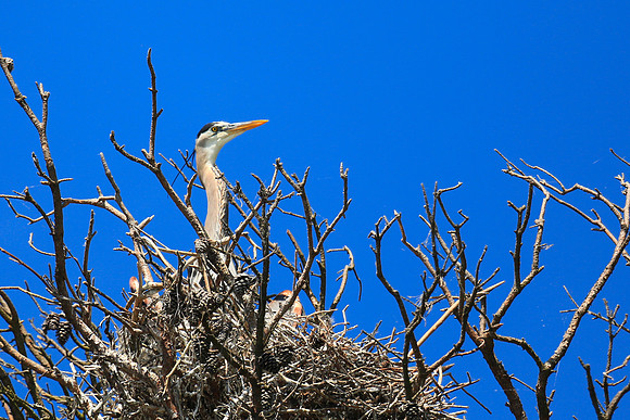 Lake Norman Blue Heron Rookery