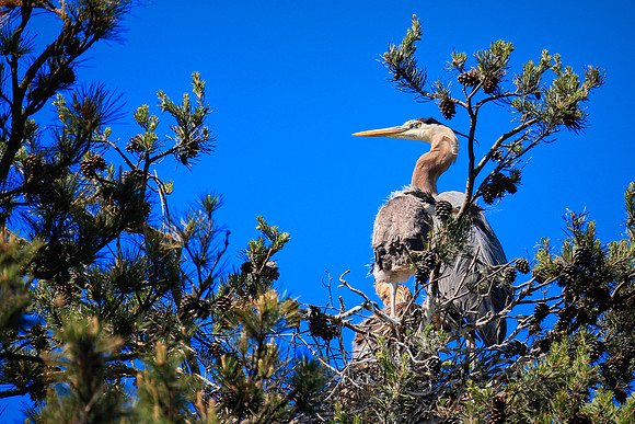 Lake Norman Blue Heron Rookery