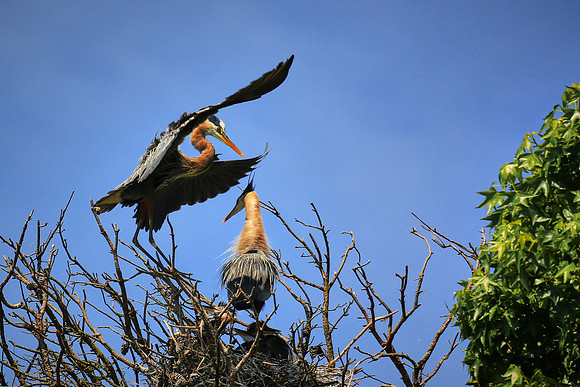 Great Blue Heron On Final Approach
