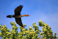 2015 May - Lake Norman Great Blue Heron Rookery