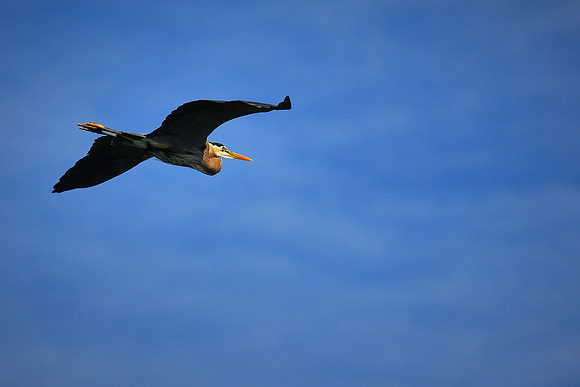 Lake Norman Blue Heron Rookery