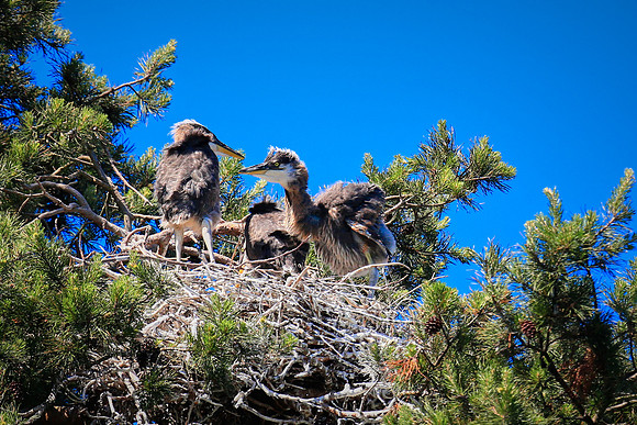 Lake Norman Blue Heron Rookery