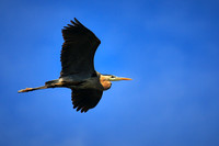 2015 May - Lake Norman Great Blue Heron Rookery